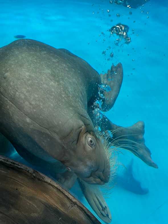 A walrus satisfying itself